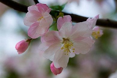 模拟经营管理游戏《玩具商店模拟》发售日公布 2025年1月13日推出